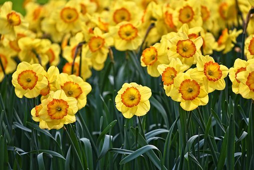 Quand planter des bulbes de jonquilles