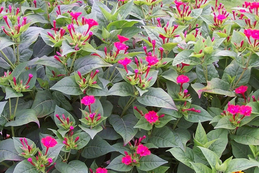 Vivaces à Longue Floraison