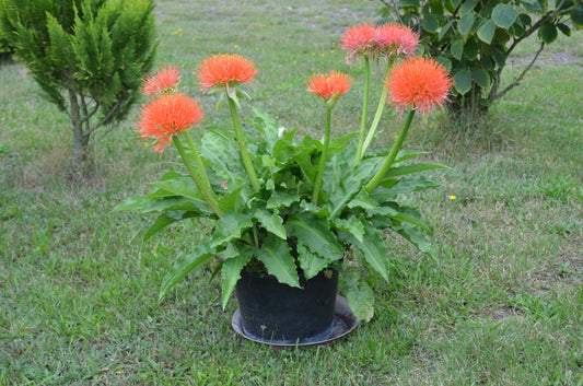 scadoxus multiflorus