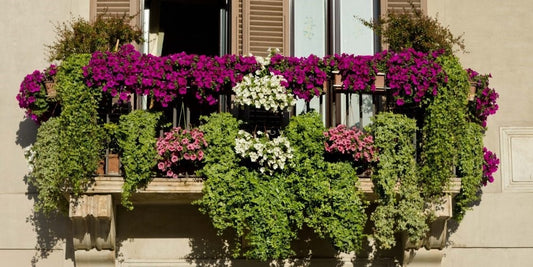 Fleurs pour jardinière : guide complet pour un balcon fleuri toute l'année