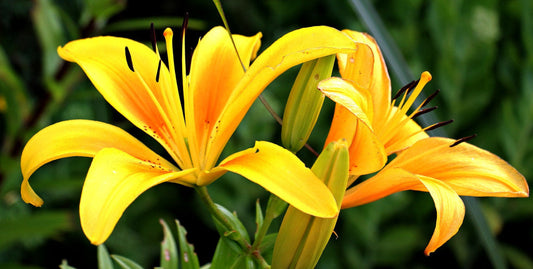 Bulbes de fleurs