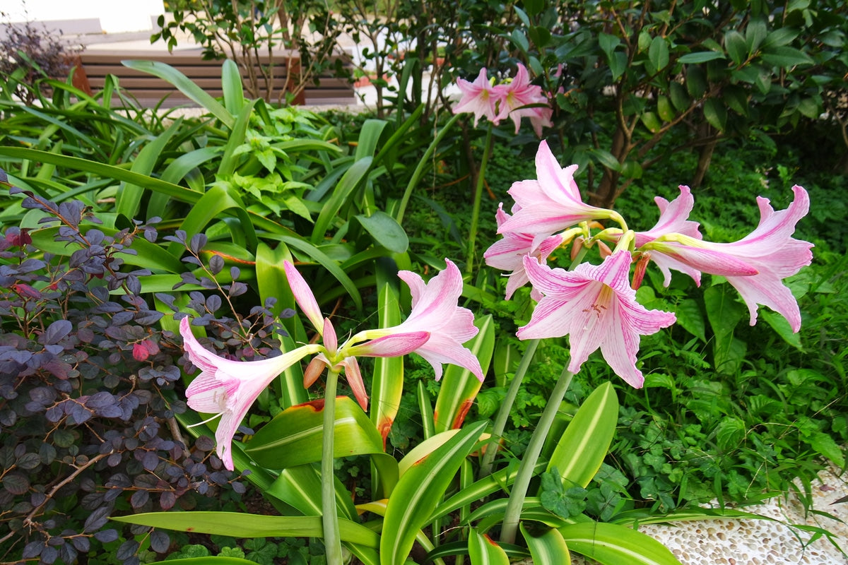 Peut on planter un amaryllis en pleine terre ?  Prestige Amaryllis