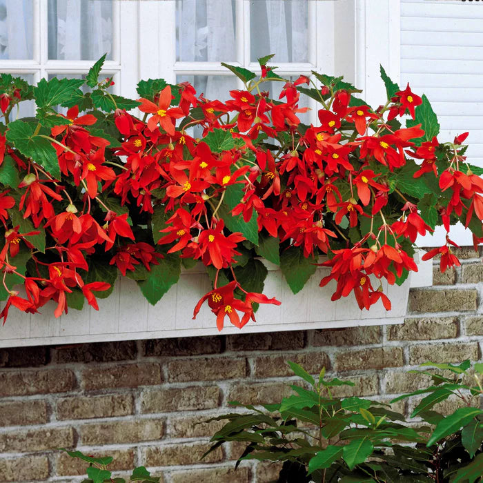 Bégonia Bertini Santa Cruz