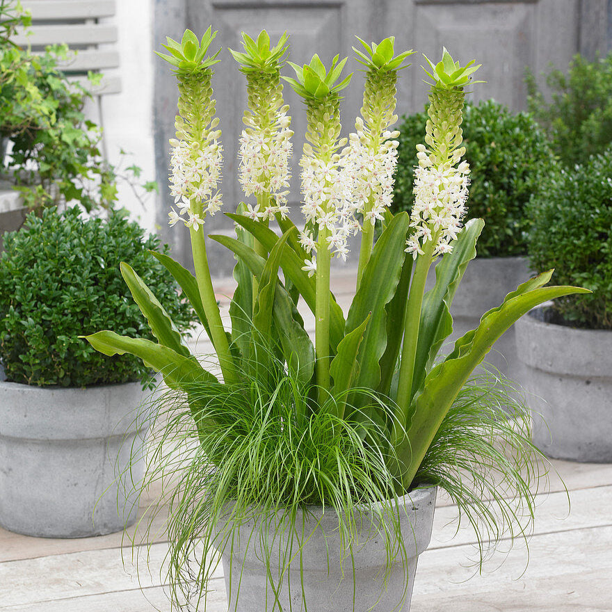 Eucomis Johannesburg