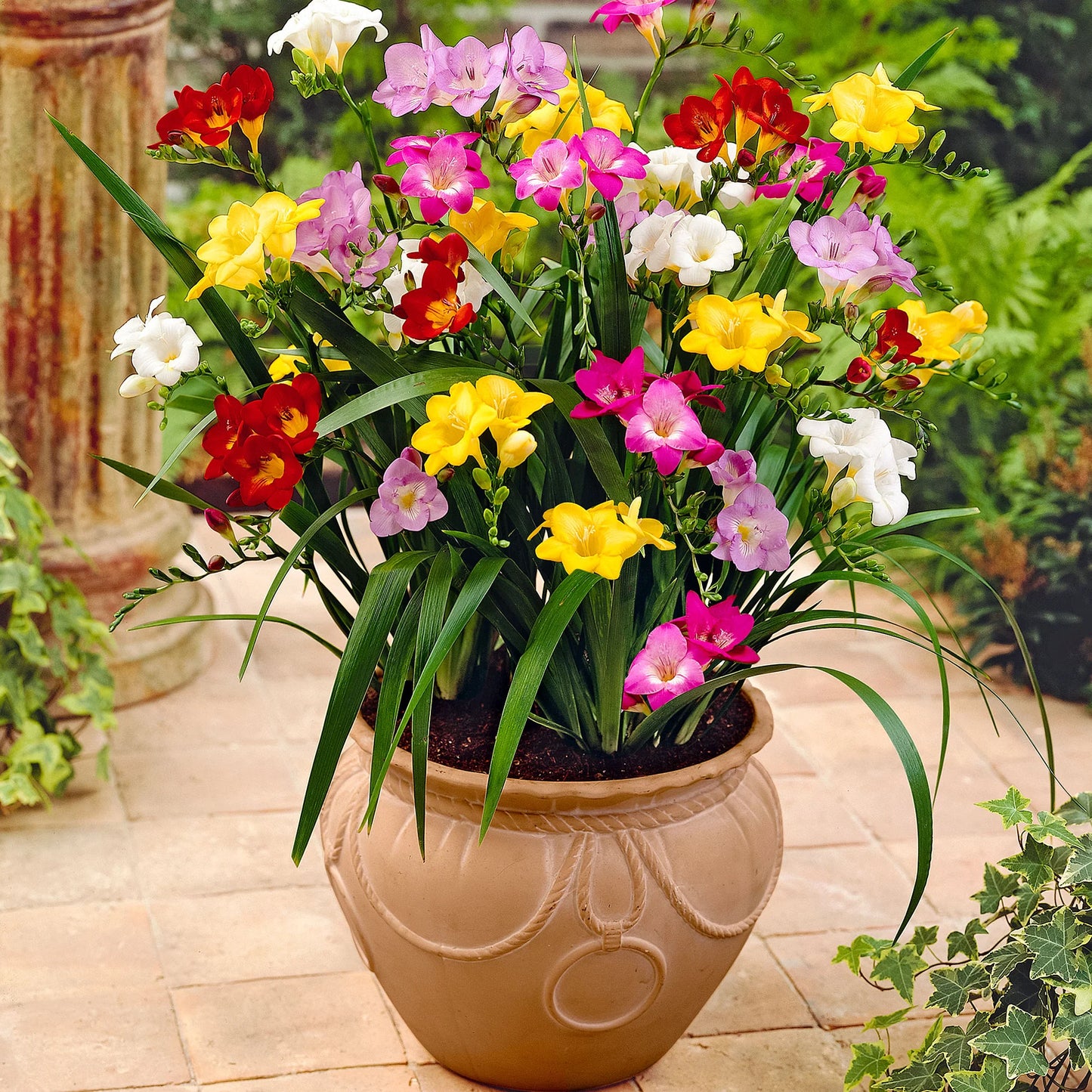 Freesia
