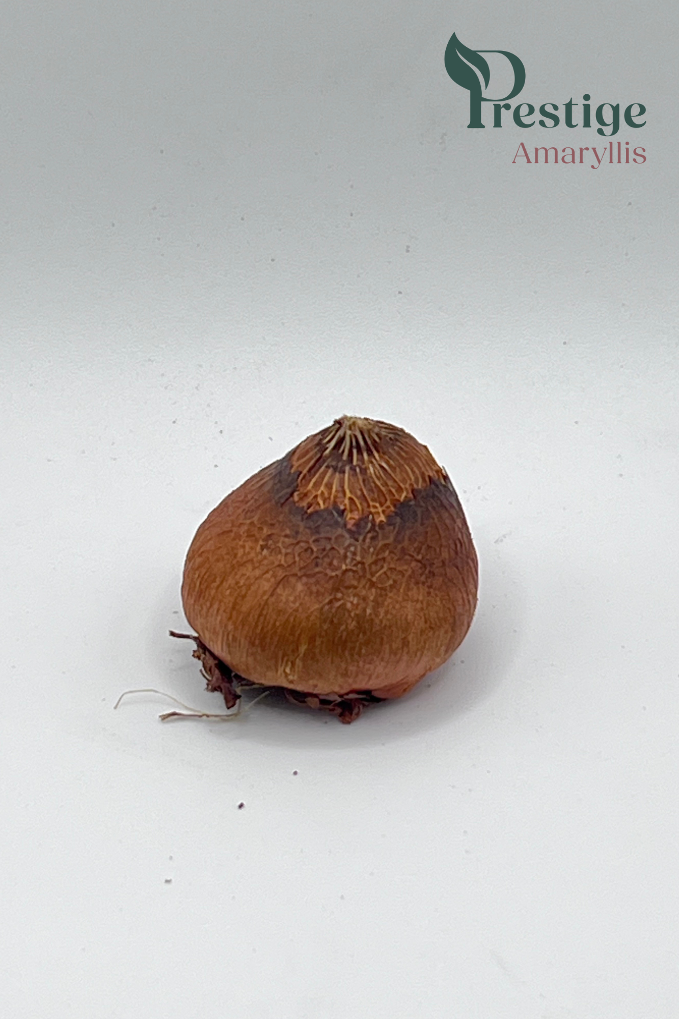 Acidenthera Glaïeuls d'Abyssinie