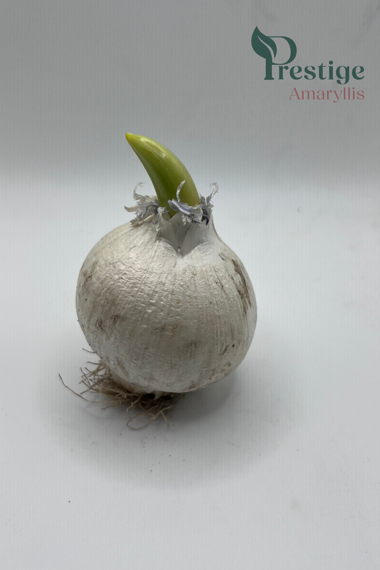Allium Schubertii