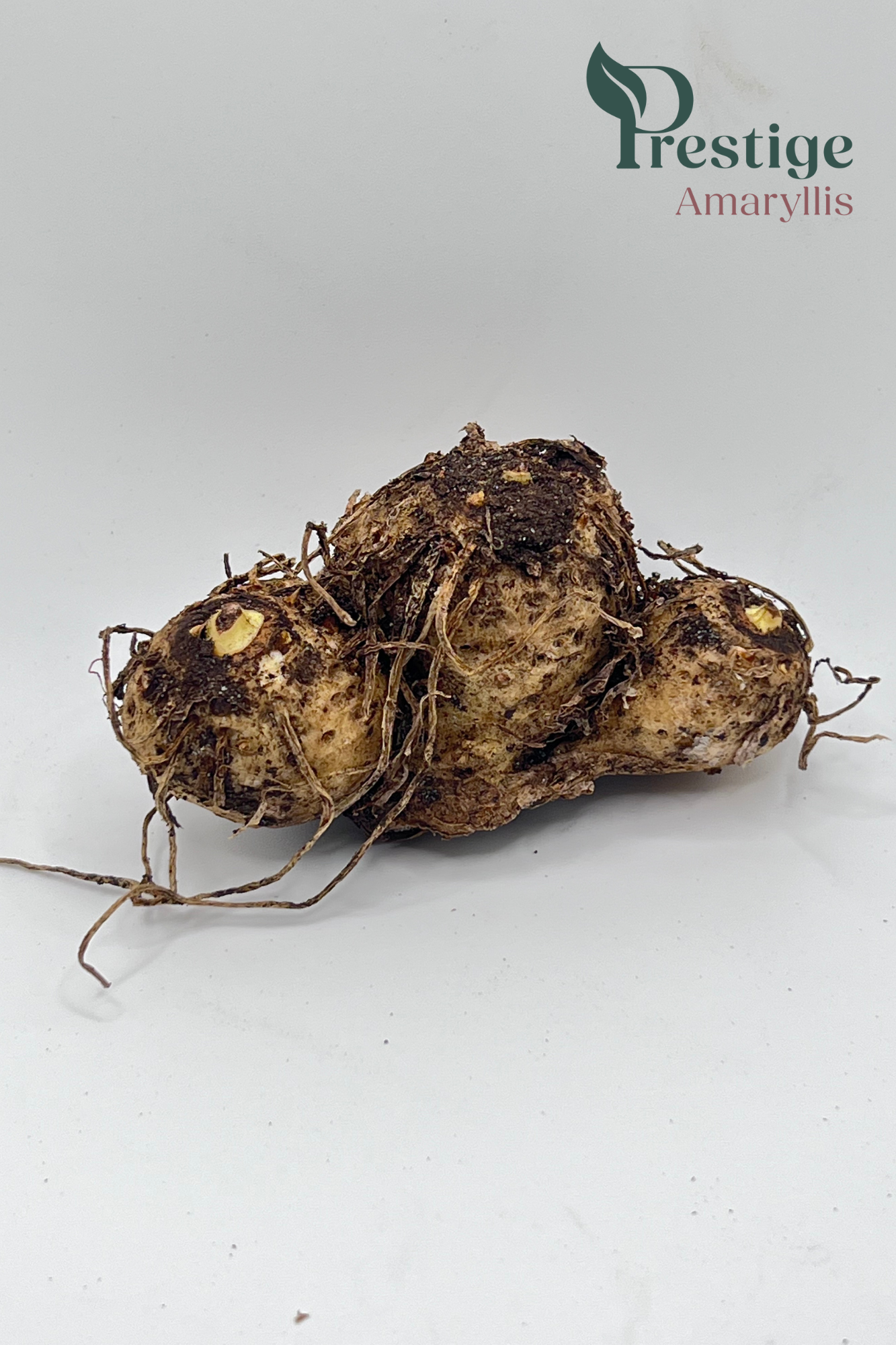 Arum lily zantedeschia