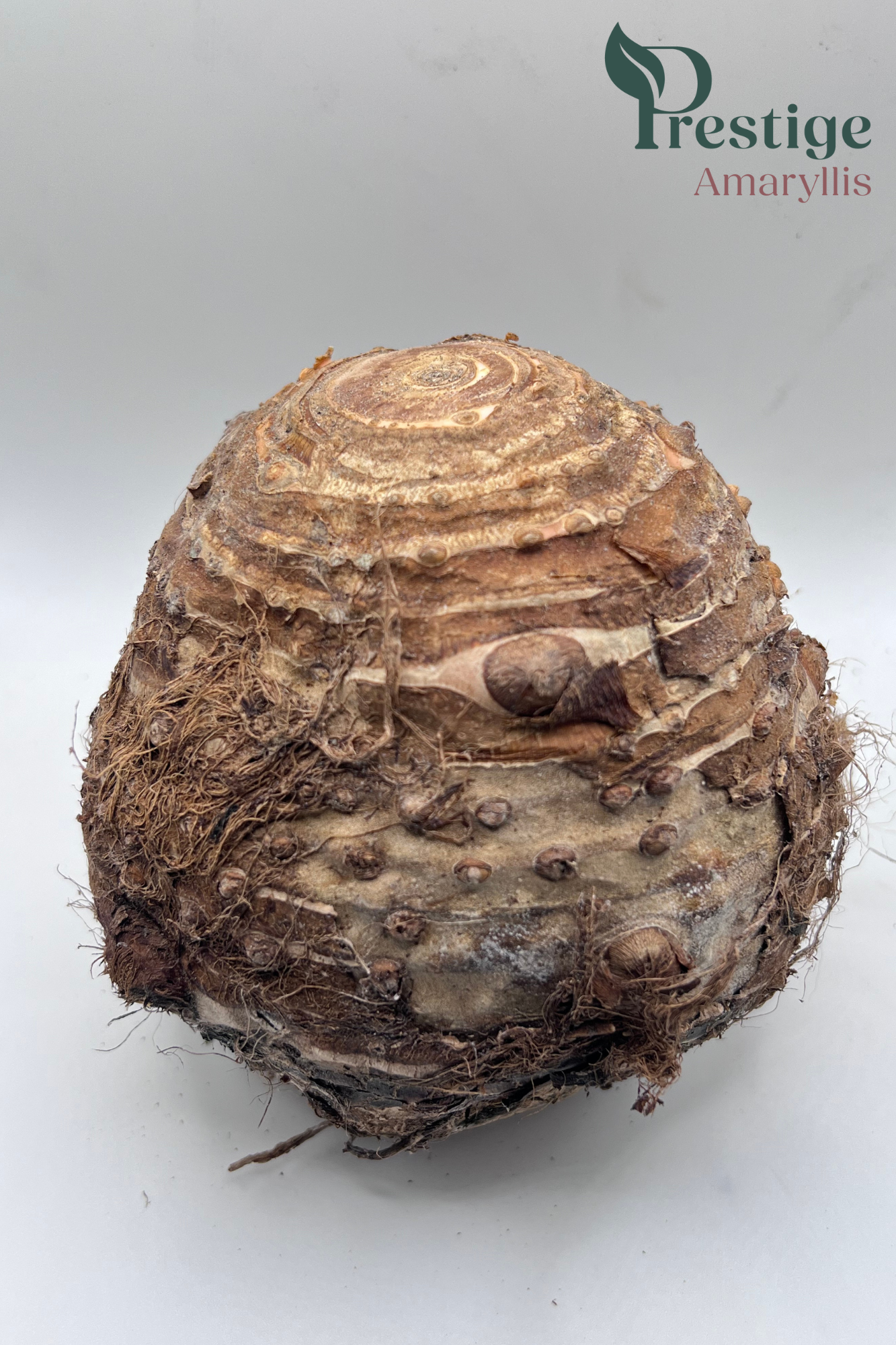 Colocasia esculenta coco