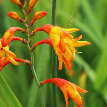 Crocosmia Masoniorum