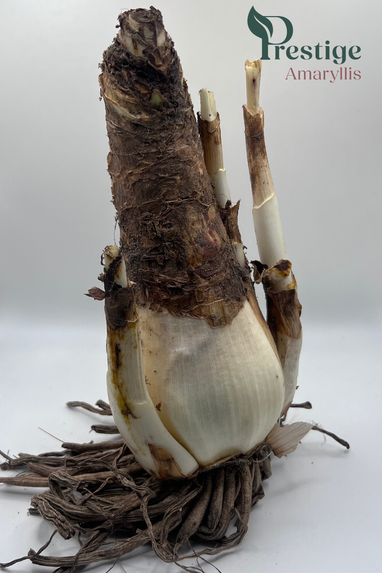 Crinum Alba