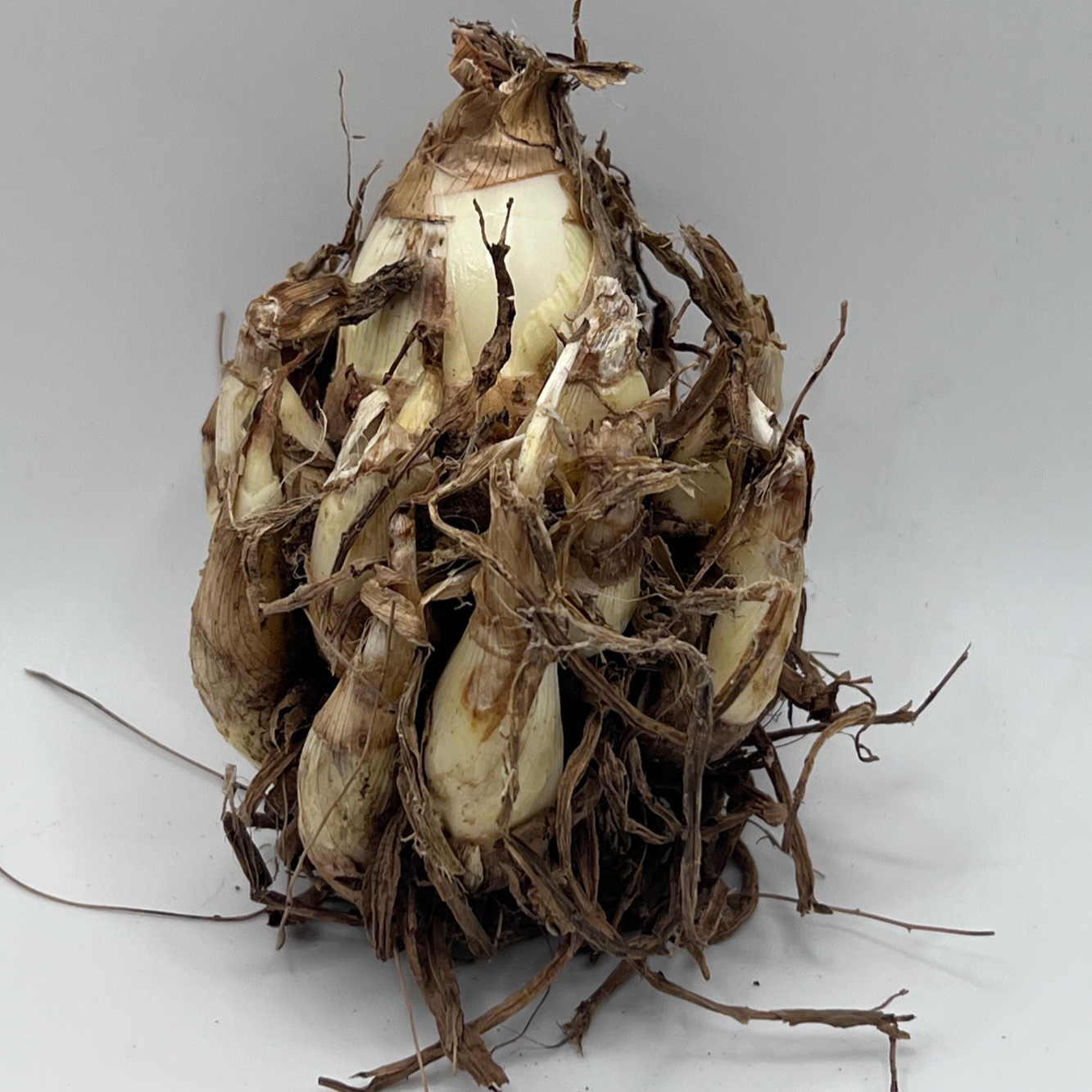 polianthes tuberosa l.
