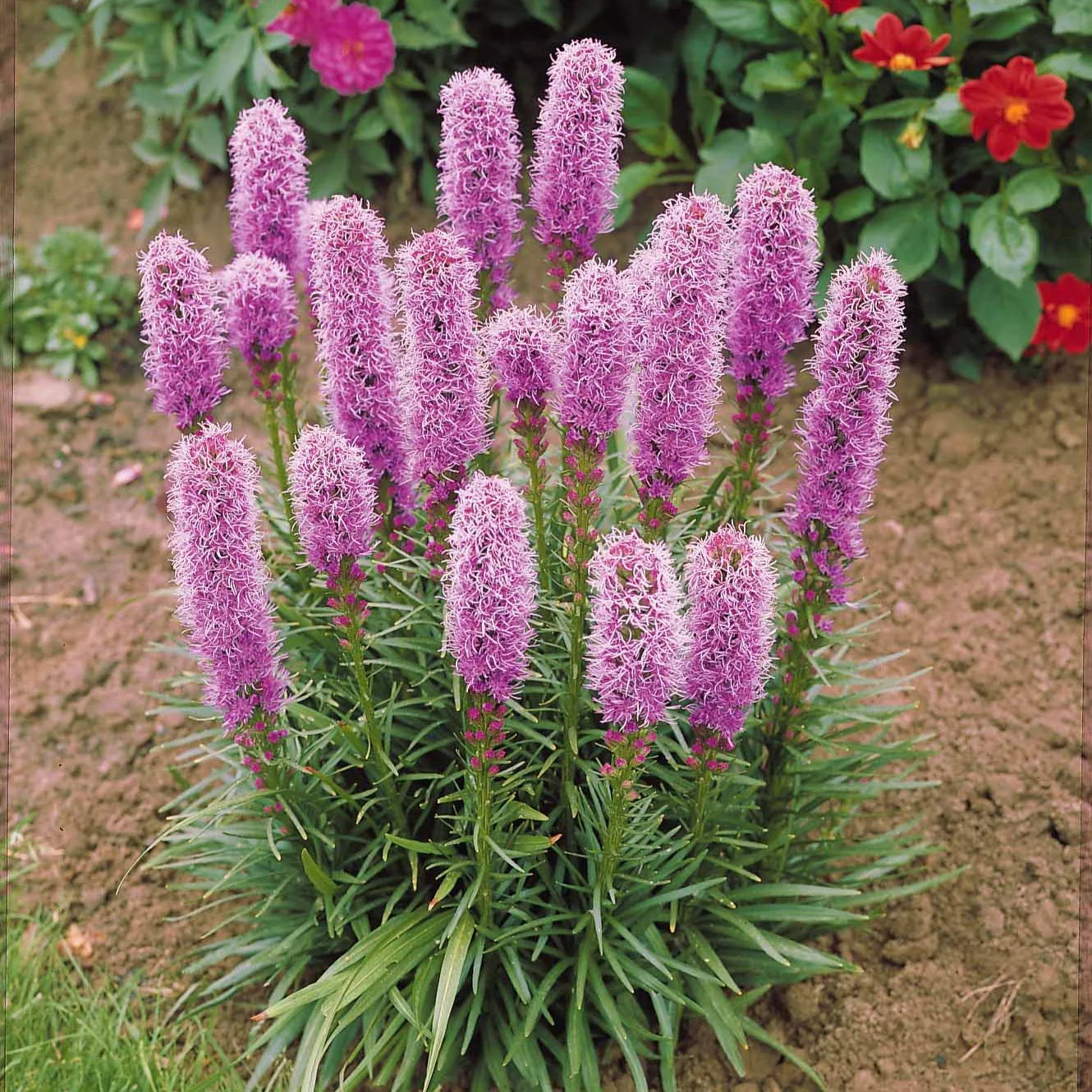 Liatris Blazing Star Violet