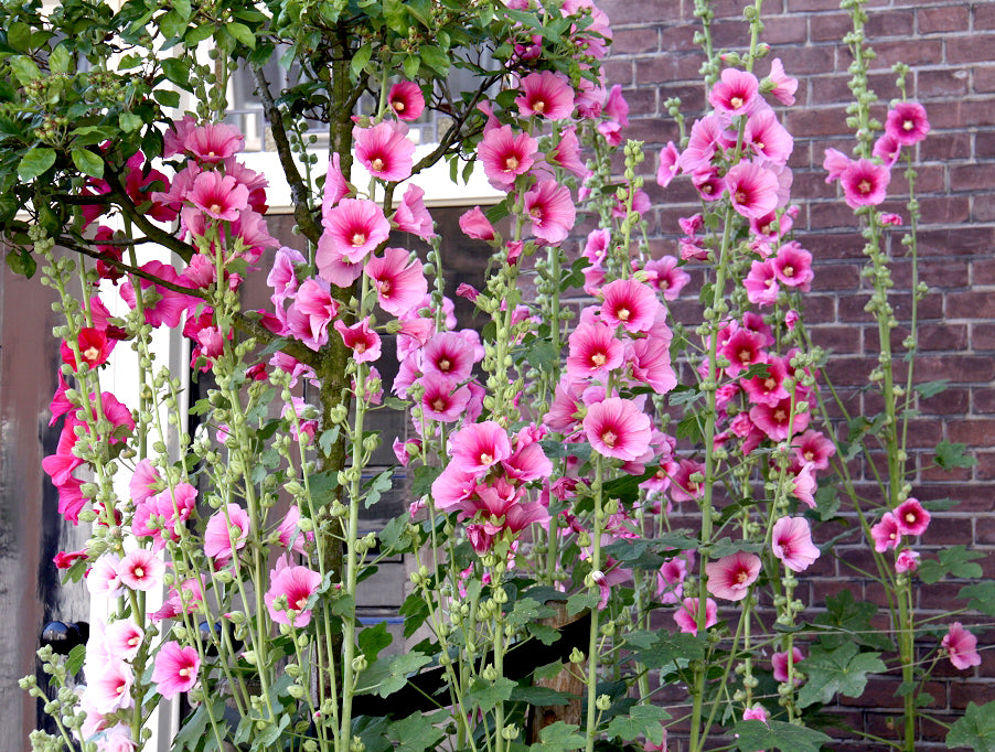 Rose trémière mix