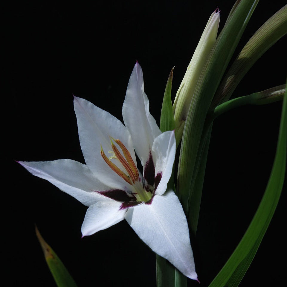 Acidanthera Glaïeul d'Abyssinie