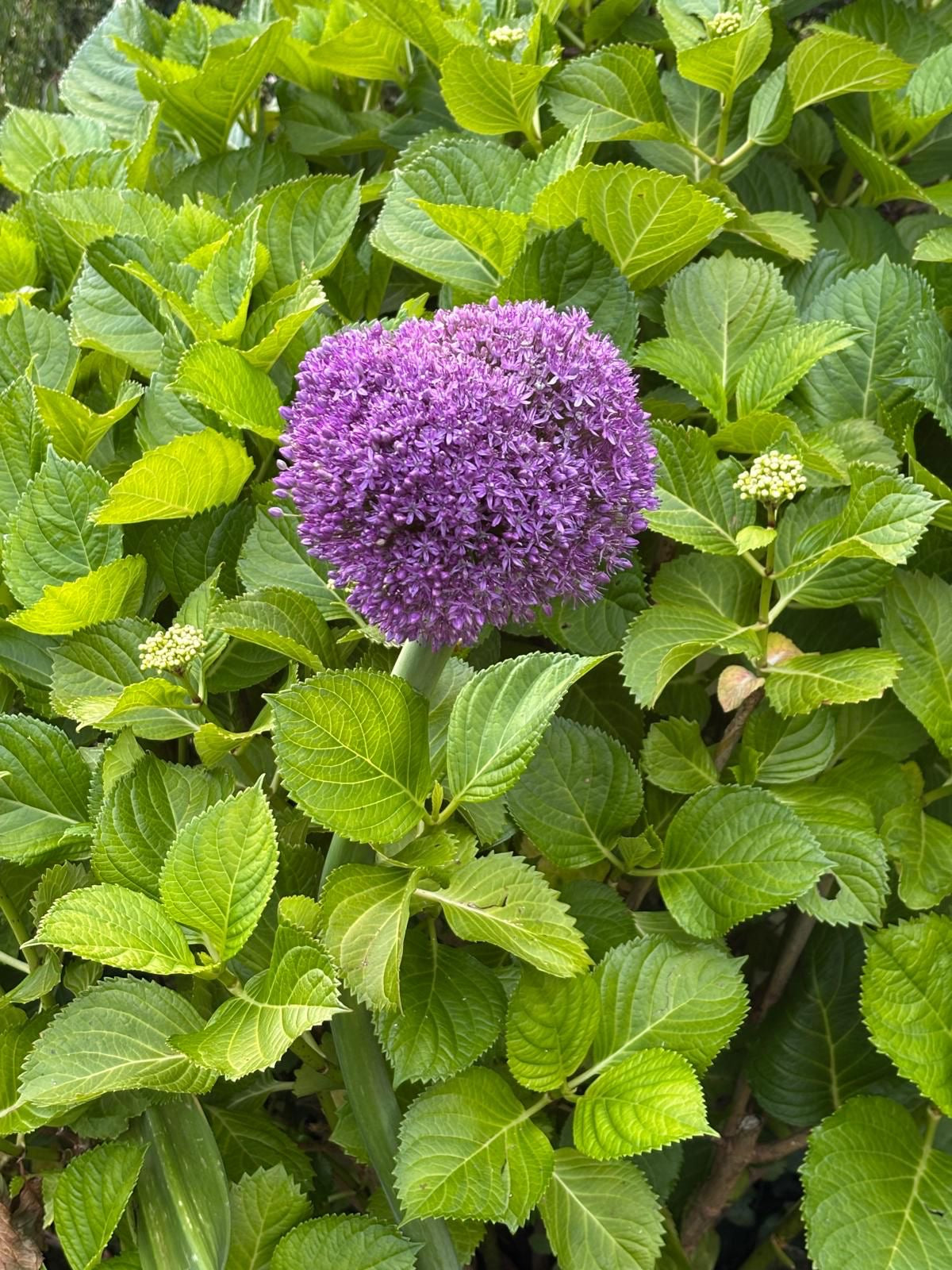 Allium Purple Sensation