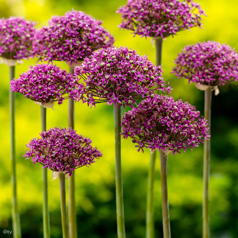 Allium Magic