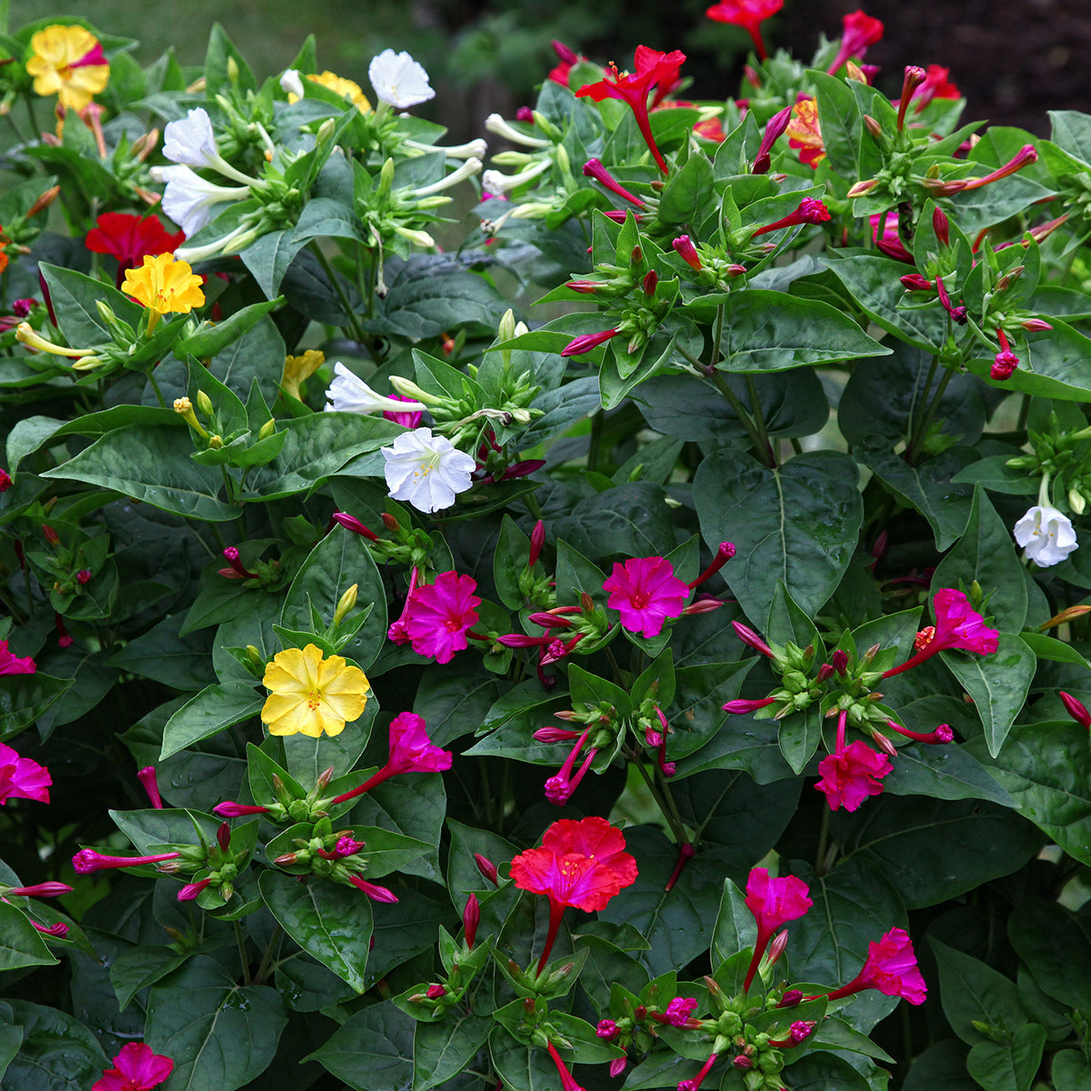mirabilis jalapa