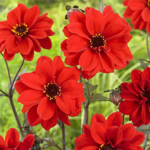 Dahlia Bishop Rouge