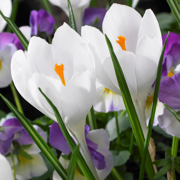 Crocus blanc