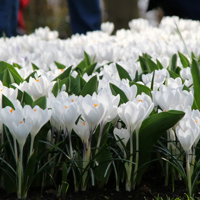 Crocus blancs