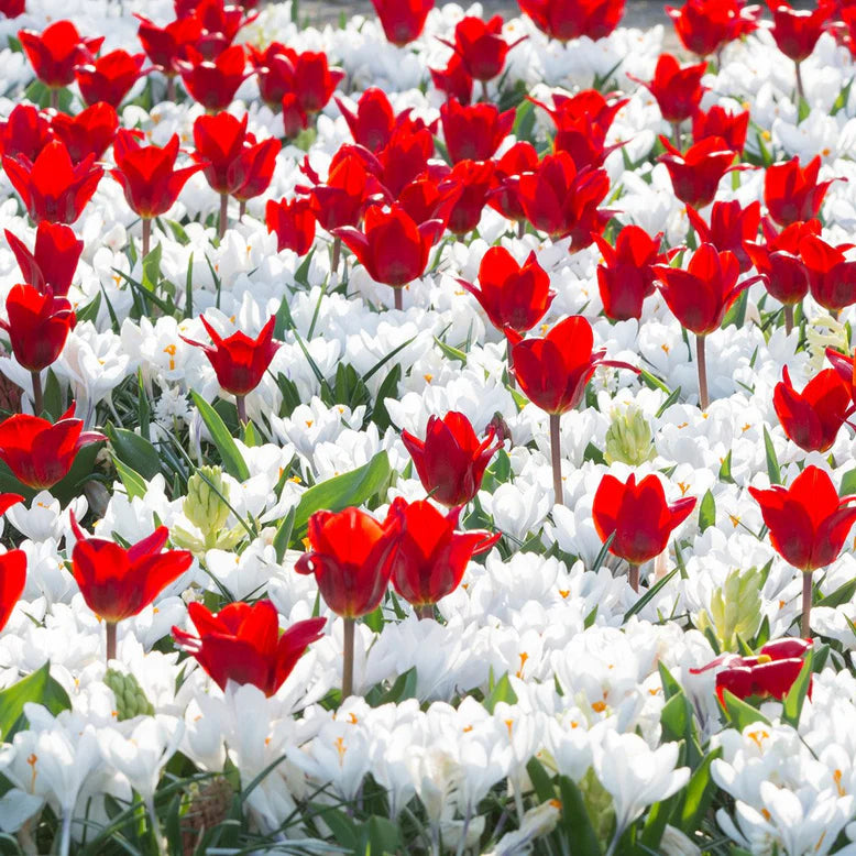 Crocus blancs
