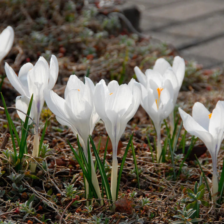 Crocus blancs