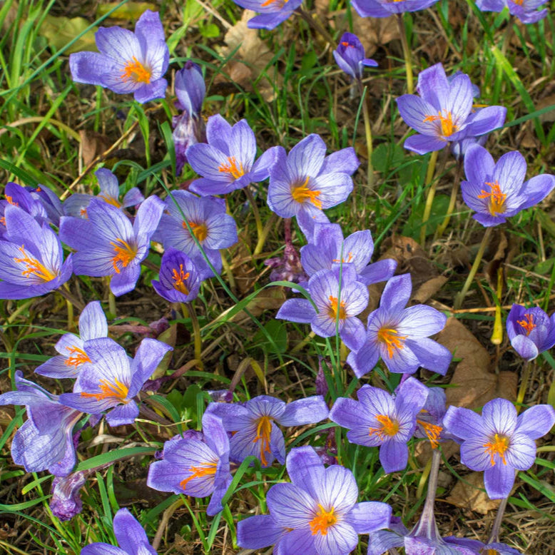 Crocus bleu