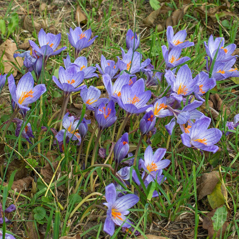 Crocus bleu