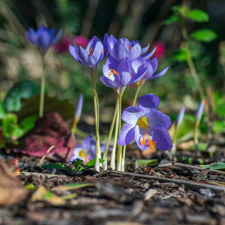 Crocus bleu