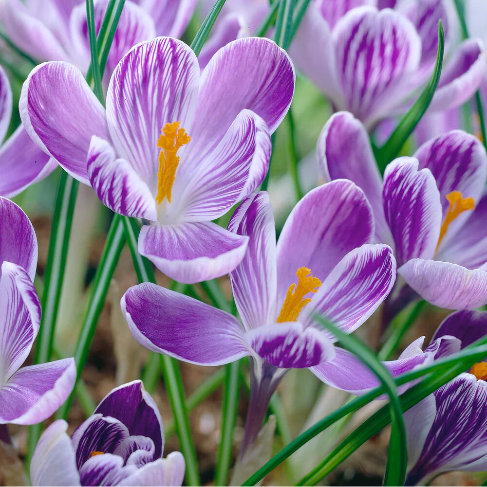 Crocus striés