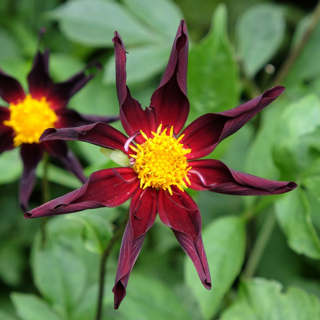 Dahlia Honka Noir