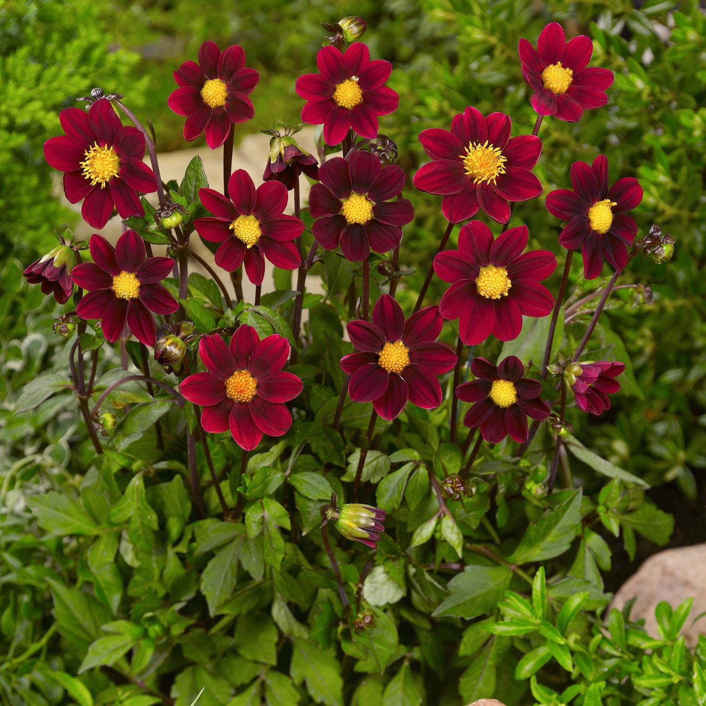 Dahlia Nain Violet