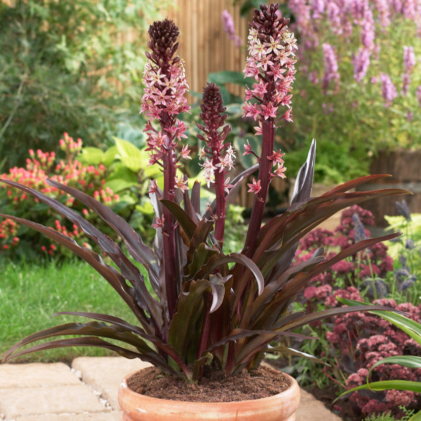 Eucomis Red Devil