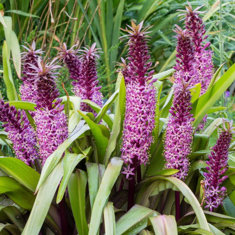 Eucomis Red Devil