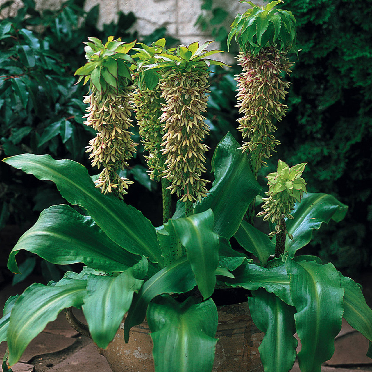 Eucomis Bicolor