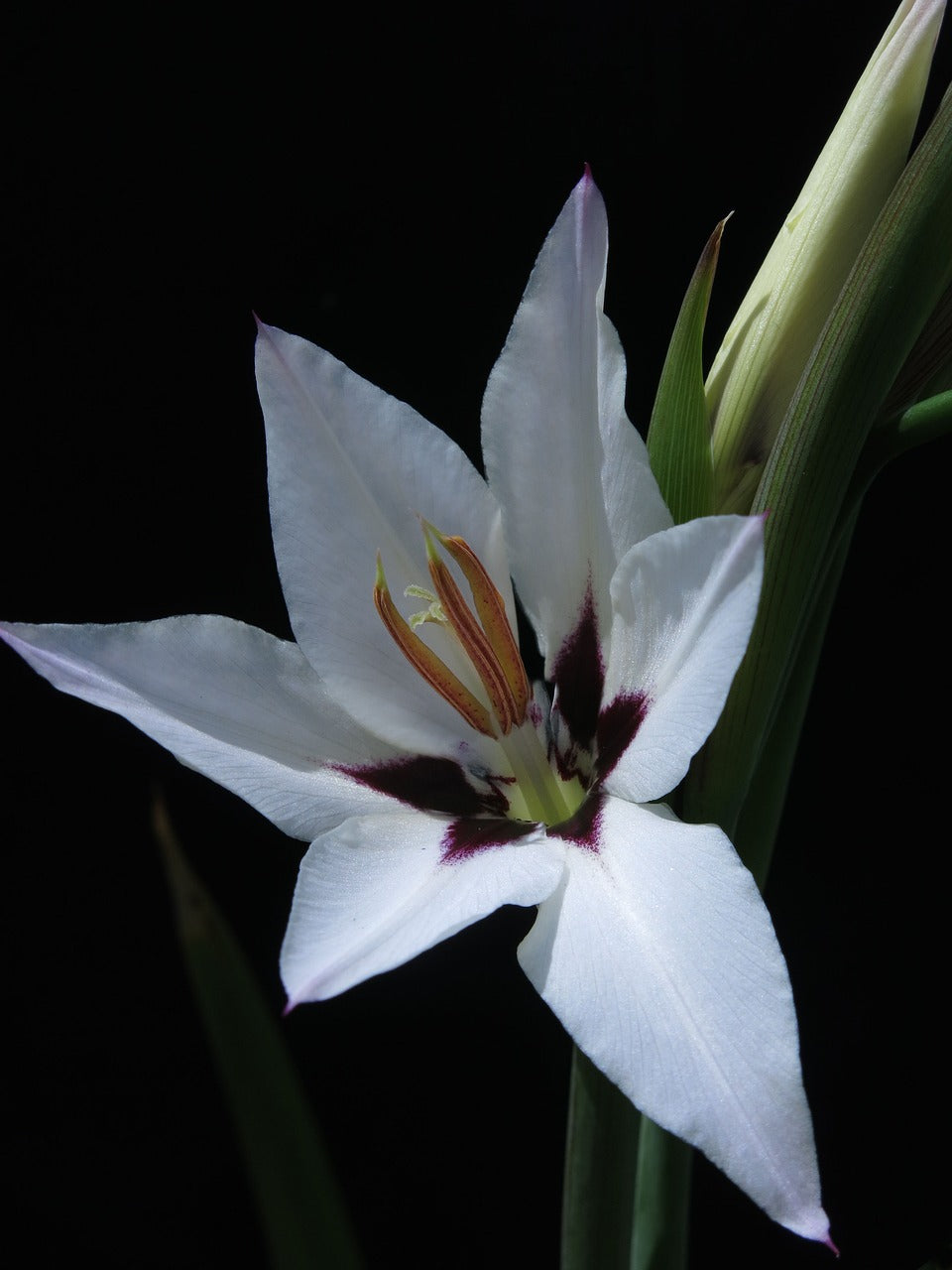 Acidanthera Glaïeul d'Abyssinie