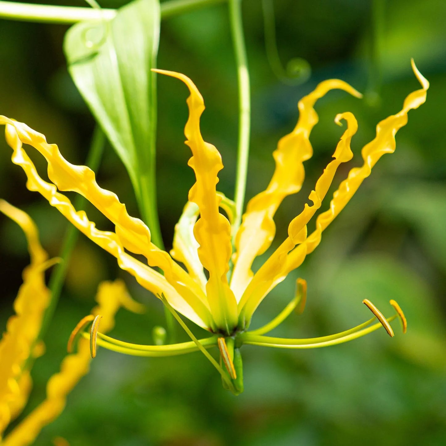 Gloriosa Lutea