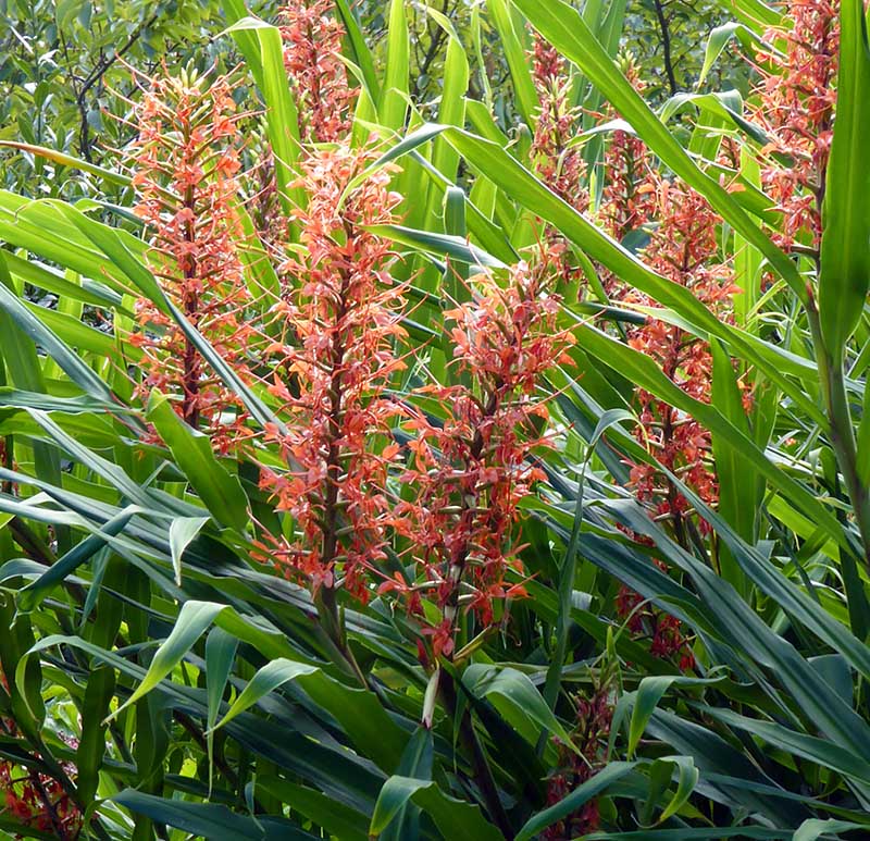 Hedychium Aurantiacum