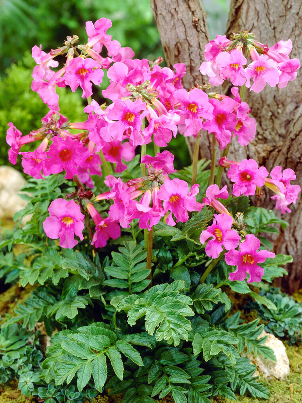 Incarvillea Rose