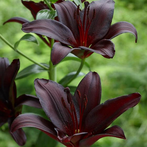 Lys Noir