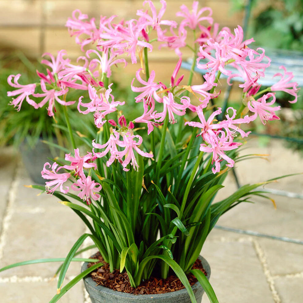 Nérine Bowdenii Rose