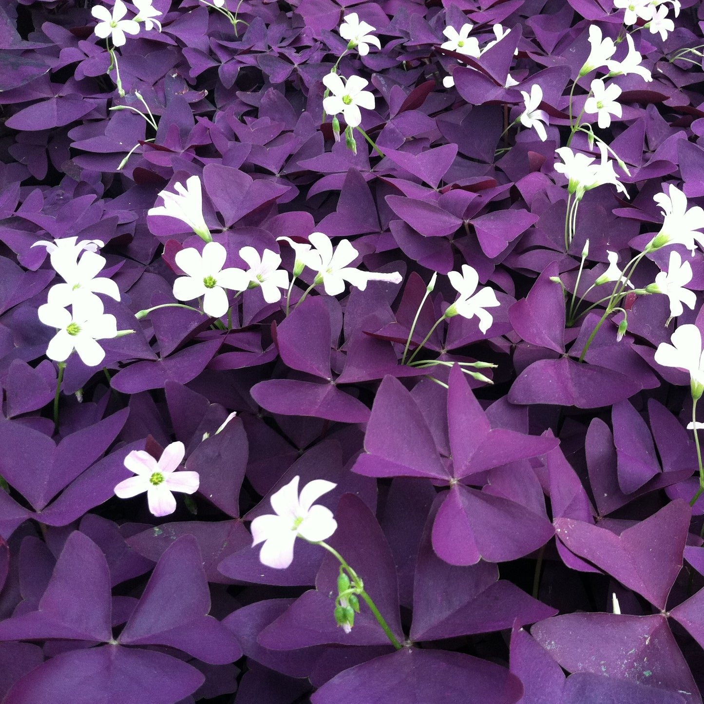 Oxalis Triangularis