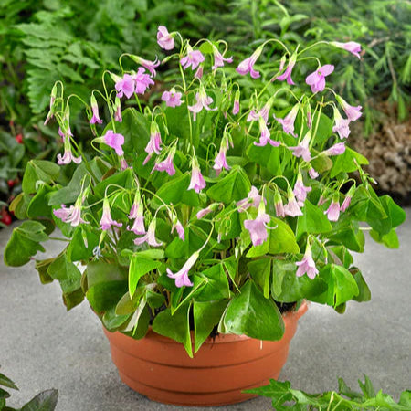 Oxalis Regnellii