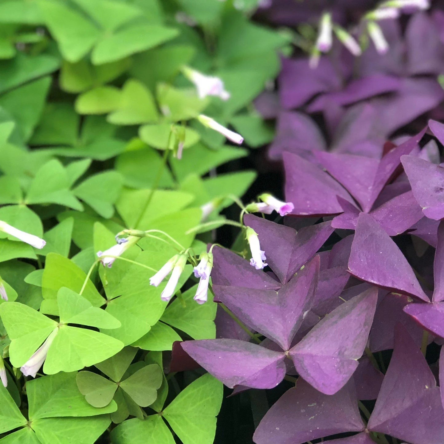 Oxalis Triangularis