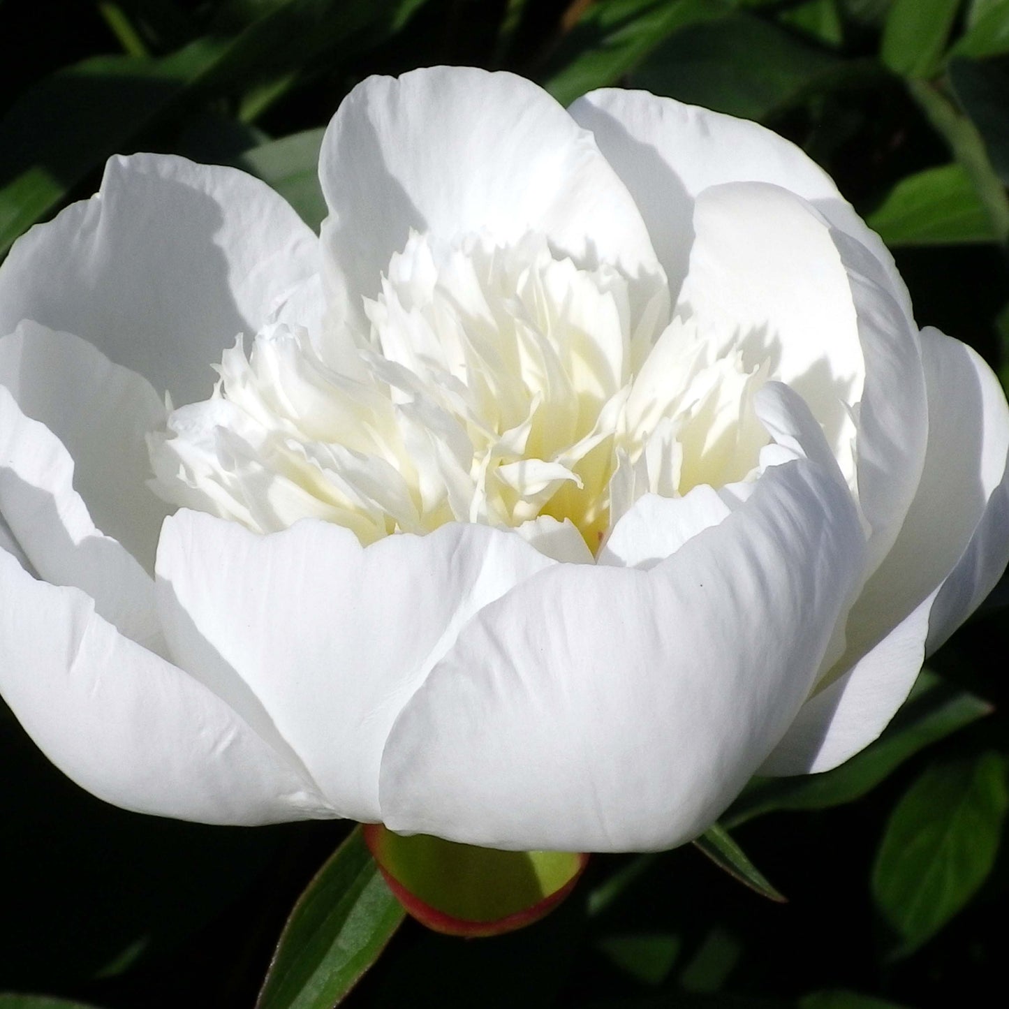 Pivoine Blanc