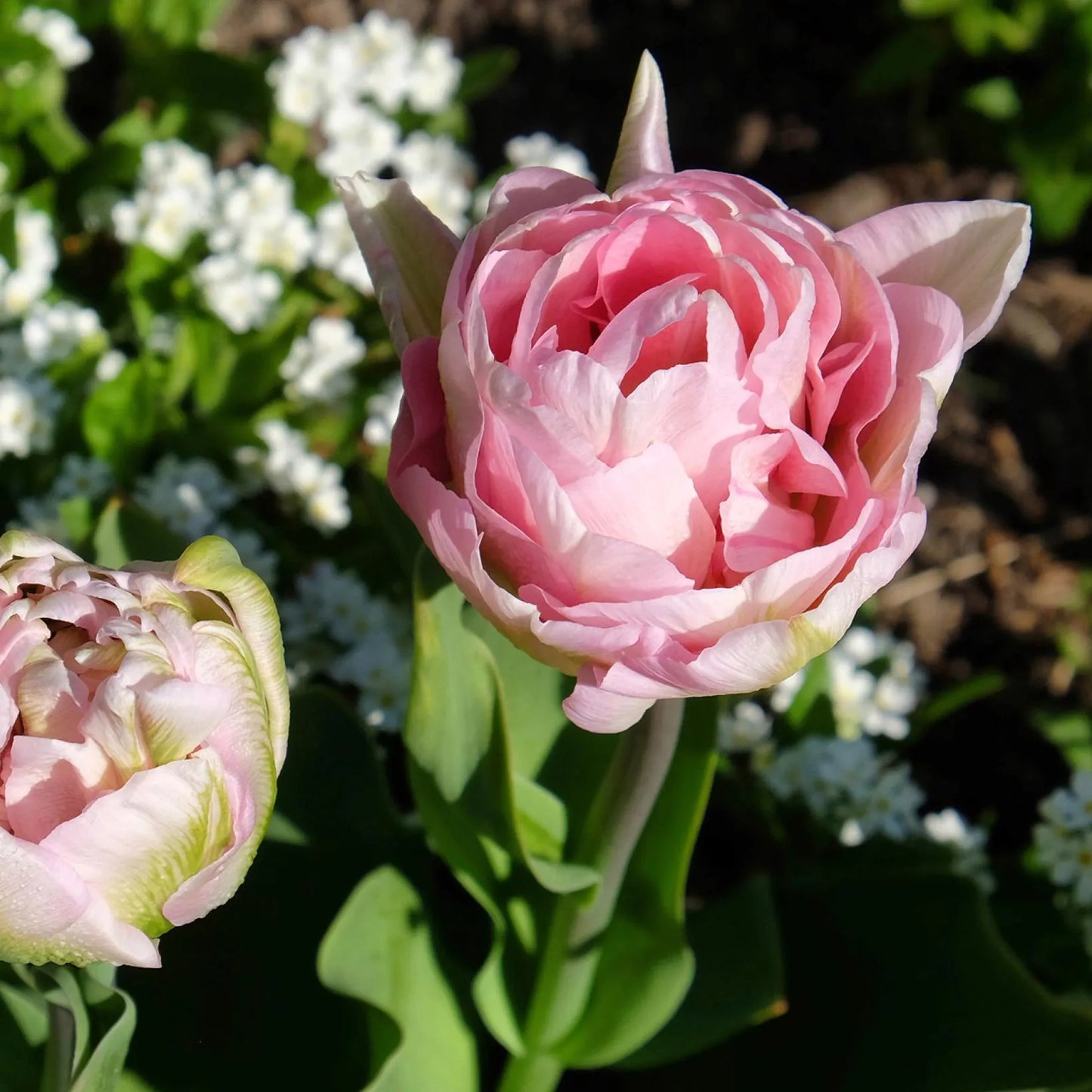 Tulipe Angélique