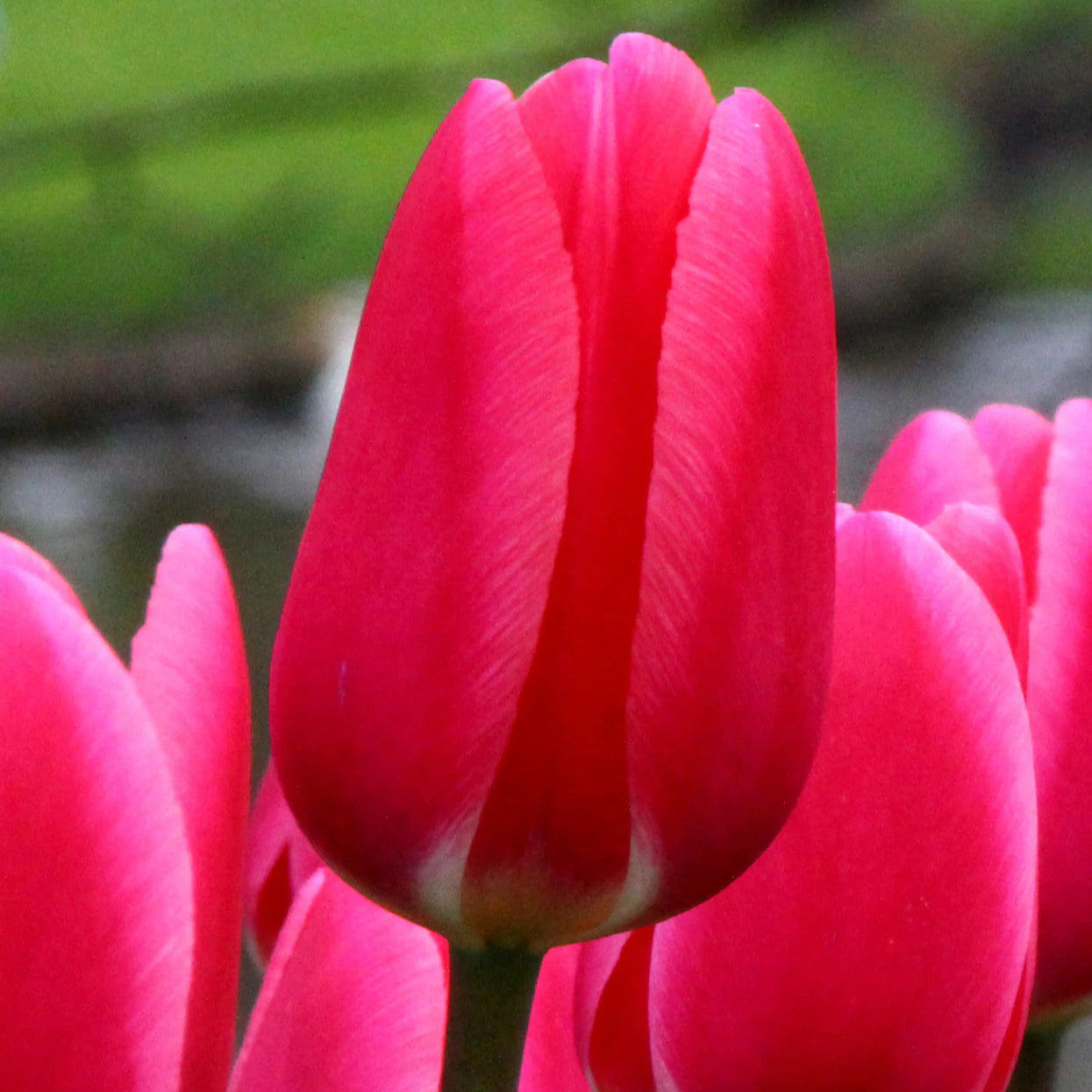 Tulipe-rose