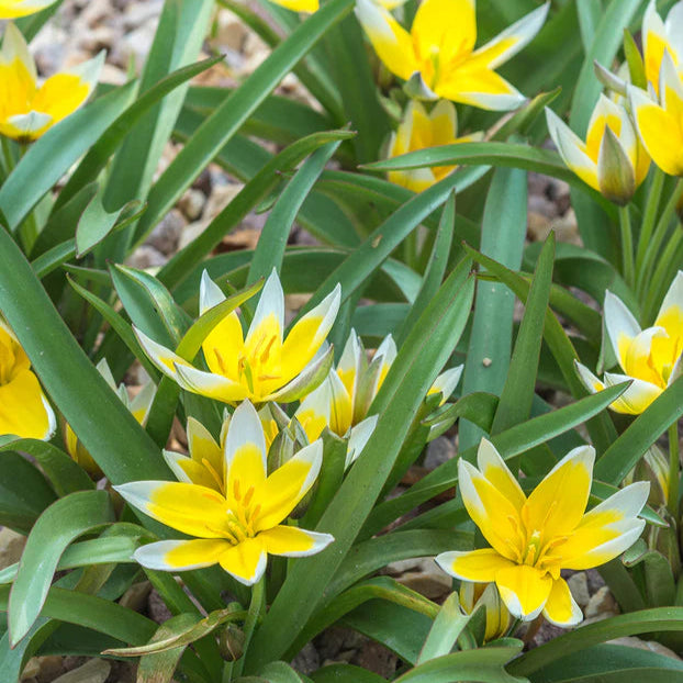 Tulipes sauvage polychroma