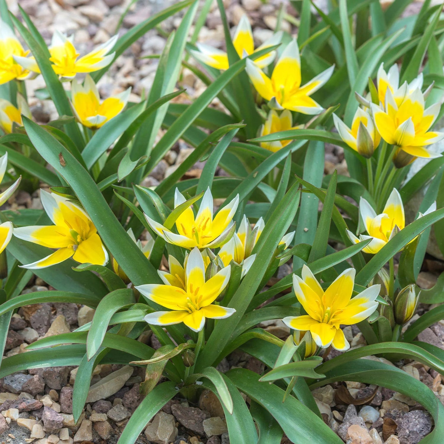 Tulipes sauvage polychroma
